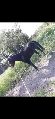 Precioso Caballo 1/4 De Milla