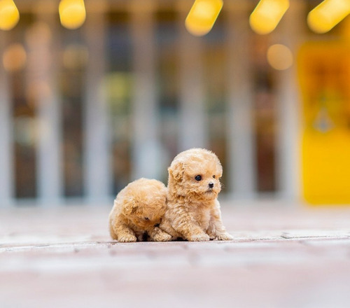 Cachorros French Poodle Tacita De Te