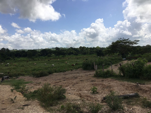 Midaly Vende Hermosa Finca, 240has, Entrada Al Tejero, A 250mts De La Virgen, Maturin, Monagas
