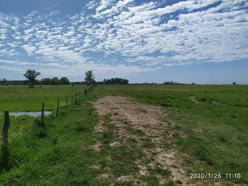 Imagen 2 de 12 de 300 Has. Gualeguaychú