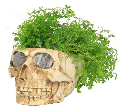 Maceta De Calavera Halloween De Resina Para Suculentas E Int
