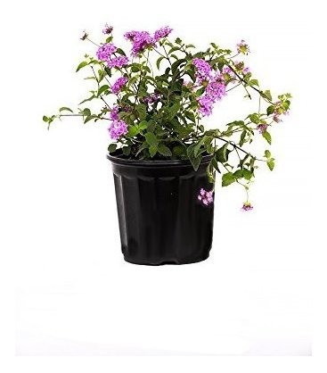 Amplex Lavender Lantana Live Plant 1 Galon Flores Purpuras