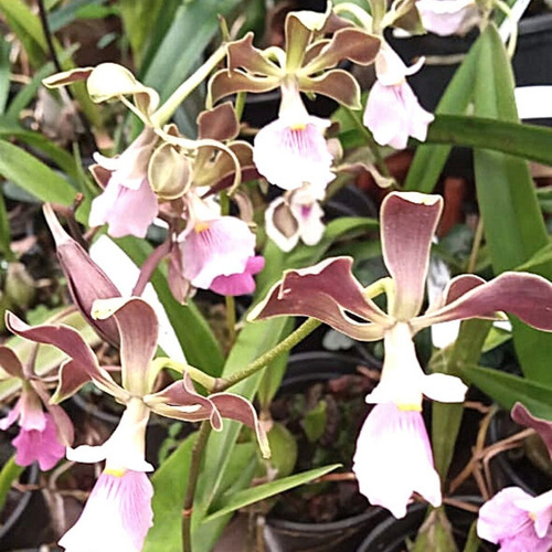 Orquídea Coleção Encyclia Osmanta X Encyclia Cordigera