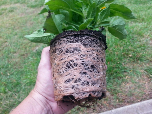 Imagen 8 de 10 de Mamboreta G Herbicida 100 Cc Elimina Malezas Control Total