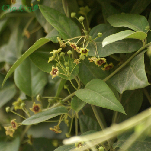 Ipecacuanha, 100 Gr Erva Seca Para Chá