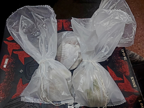 6 Caracoles Veiras Shell (8 A 10,5cm)rest Artesanias Pecera Sin Variantes (Usado)