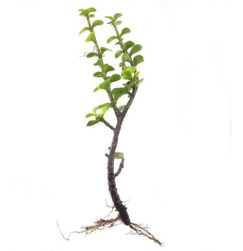 5 Mudas Mini Jade Portulacaria Afra Arbusto Suculenta Natura