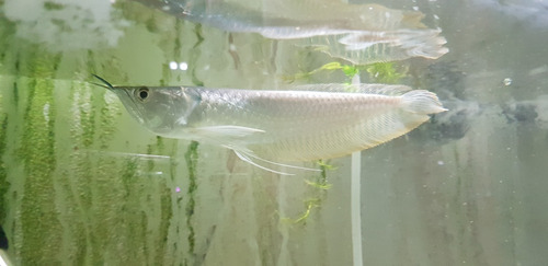 Pez Arowana Silver Importada 10 Cm