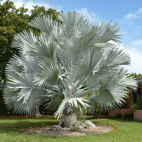 Palmera Bismarckia Nobilis 110lts (seña)