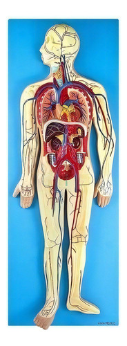 Sistema Circulatório Em Prancha