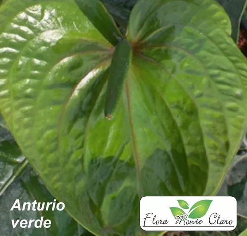 5 Mudas De Anturio - Anthurium Var. Verde à venda em Lapa Paraná por apenas  R$   Brasil