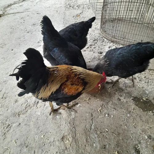Gallinas Criollas Ponedoras (Usado)