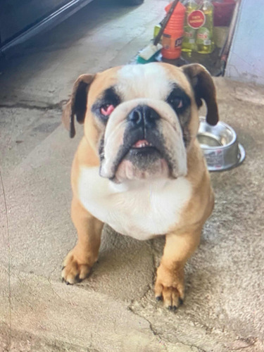 Bulldog Inglés Cachorro De 1 Año Y Medio