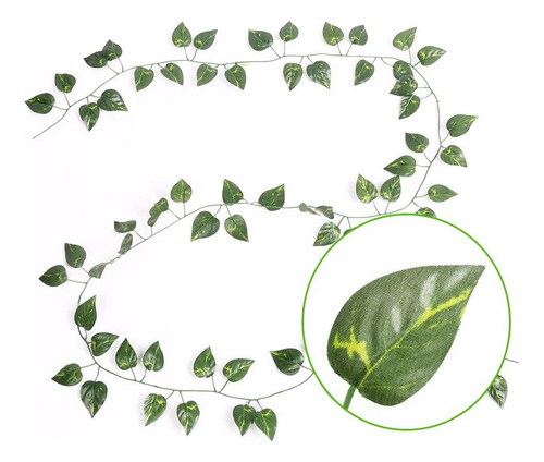 . E Folhas De Batata Doce, Videira, Plantas Suspensas
