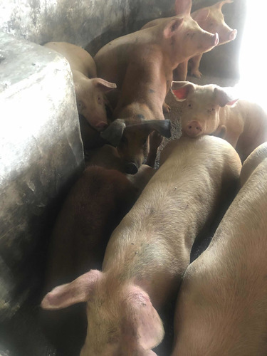 Imagen 3 de 8 de Lechones, Chanchas, Chanchos, Padrillos.