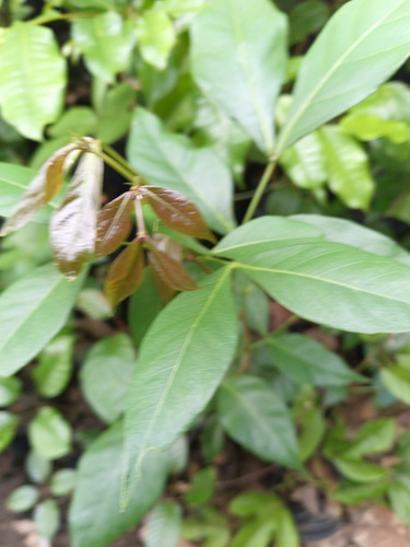Planta De Inga Laurina, Bonita Frutal, Pregunte Costo Envio