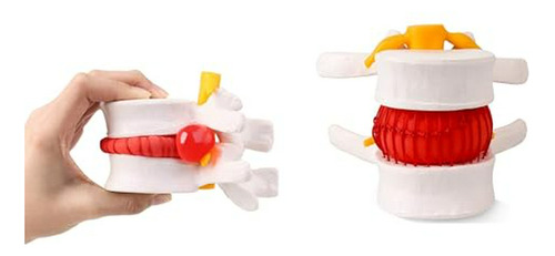 Modelo Anatómico 2pz Vértebras Lumbares Spine Demo
