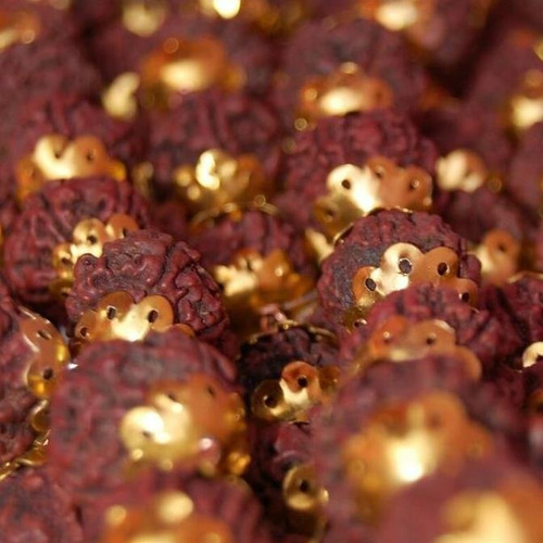 Rudraksha Para Japamala Sementes Frescas P/ Mudas Da Árvore