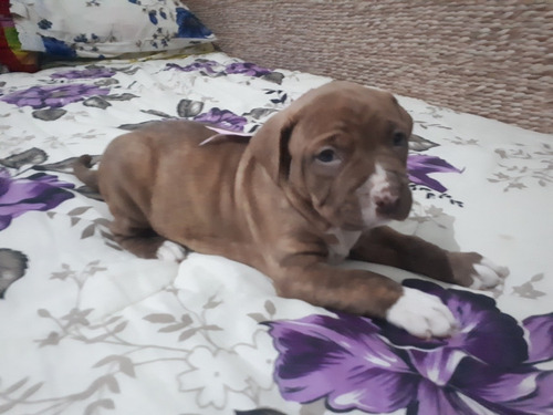 Imagem 4 de 5 de Lindos Filhotes Disponível!