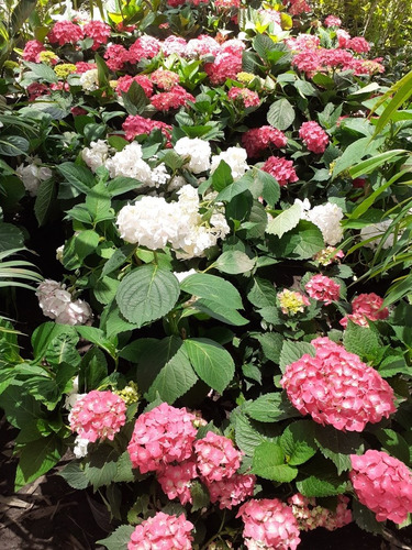 Hortensia, Hydrangea Macrophylla 4lts