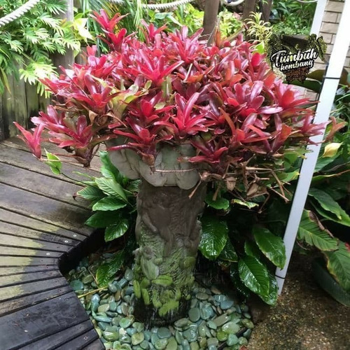 1 Linda Muda De ( Bromelia Neoregelia Fareball ).