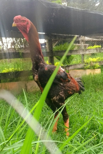 Ovos Galados Galinha Gigante 12 Ovos