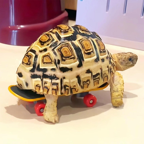 Conjunto De Corda E Skate Para Tartaruga, Skate Ajustável