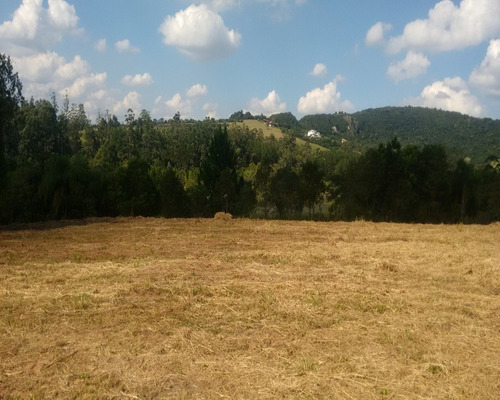 Chácara 5.000 M² - Lomba Grande - Novo Hamburgo - Rs - 1440 - 32419961