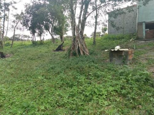 Imagem 7 de 9 de Chácara Com Piscina E Árvores Frutíferas - Itanhaém 7184|npc
