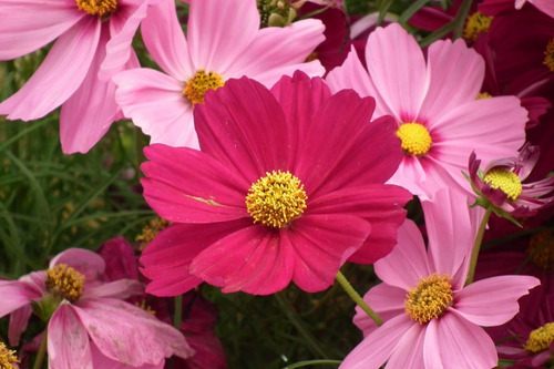 Semilla Cosmos Variado - As - Origen Holanda - Aqualive