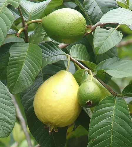 1.950 Semillas De Árbol Guayaba Roja