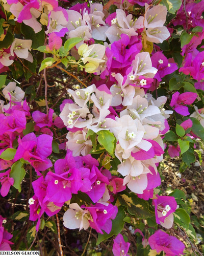 100 Sementes Primavera Manacá Com Manual De Cultivo
