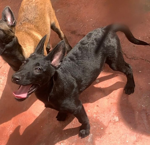 Cachorros Pastor Belga Malinois 