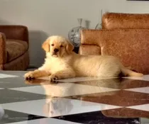 Comprar Golden Sanos Puros 100% Criadero Golden Retriever Argentina
