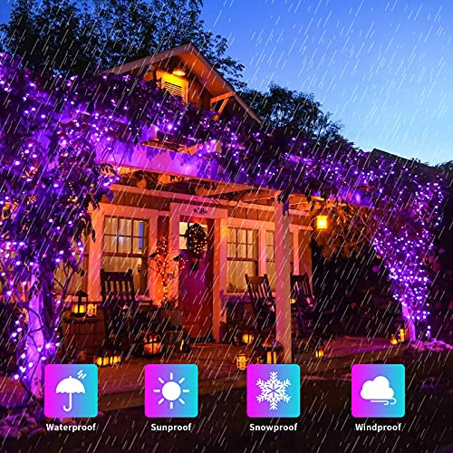 2 Luces Solares Moradas Halloween, 100 Led, 42.7 Pies, ...