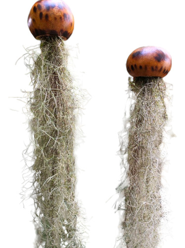 Tillandsia Planta De Aire En Soporte Flotante-ideal Decoraci Blanco