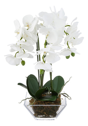 Orquídea Triple Phalaenopsis En Jarrón De Cristal Verde Blan