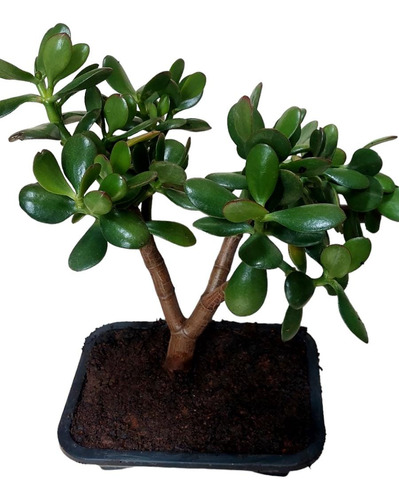 Planta Da Amizade. (jade)