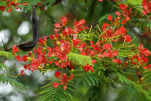 Muda De Lindo Flamboyant Vermelho Árvore De Qualidade