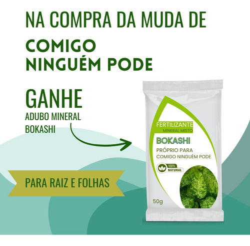 2 Mudas Naturais E Bem Formadas | Tira Mal Olhado