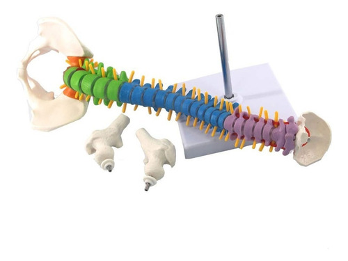 Modelo Anatómico Columna Vertebral 45cm Con Cadera - A Color