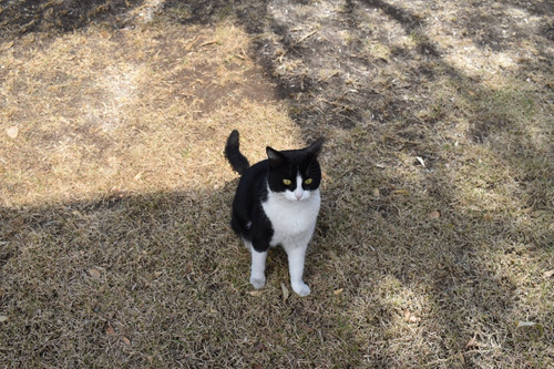 Gatita En Adopción 