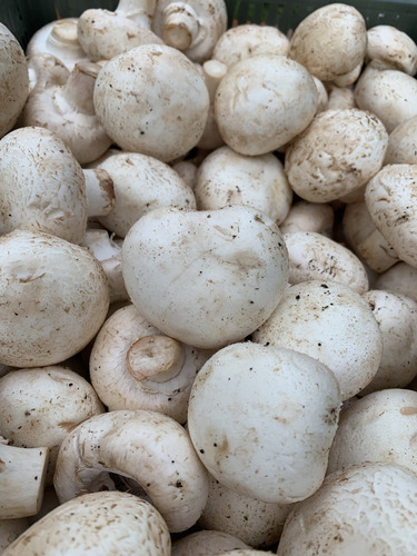 Hongos Champignon Fresco Calidad Gastronómicos 1kg