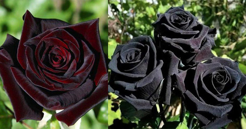 100 Semillas De Rosa Color Negro Más Regalo