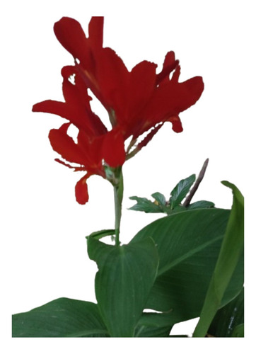 1 Muda De Cana Indica Vermelha (fogo)bulbo + Brinde