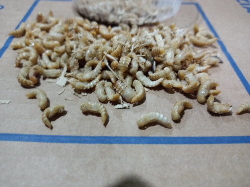 Imagem 2 de 2 de Ajamartenébrios 200 Pupas Do Tenébrio Molitor Lote Unico