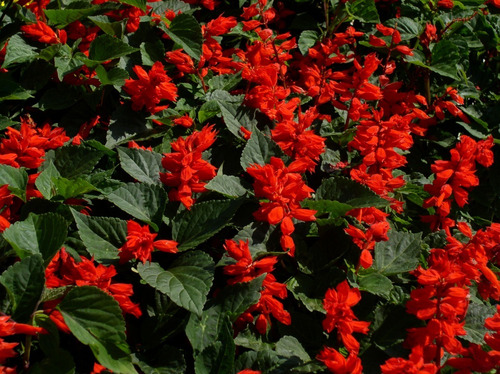 Semillas Salvia Roja Enana Flores Floral Jardin