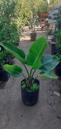 Strelitzia Nicolai (ave Del Paraíso Gigante) 7lts