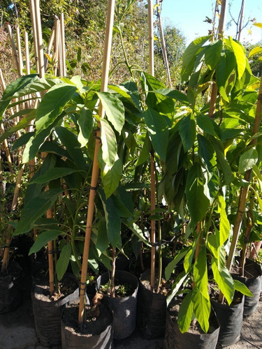 Palta, Paltero, Parsea Americana Gigante. Certificado Senasa