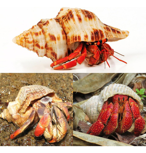 Youpin Wedosoy 5 Conchas De Cangrejo Ermitaño Extra Grandes